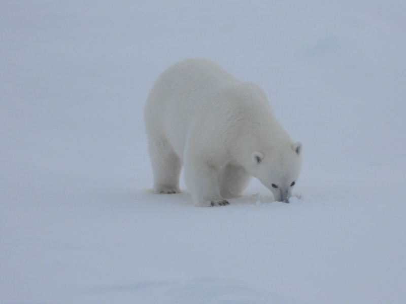 Polar Bear at North Pole