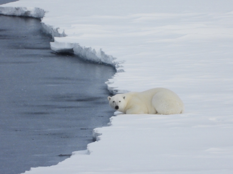 Polar Bear at North Pole