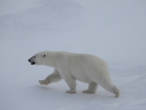 Polar Bear at North Pole