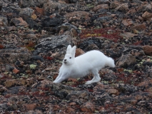 Arctic Hare, Ittoqqortoormiit, Greenland