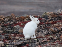 Arctic Hare, Ittoqqortoormiit, Greenland