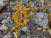 Hiking at Ittoqqortoormiit, Greenland