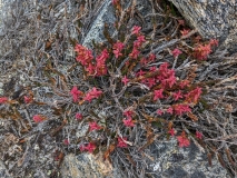 Hiking at Ittoqqortoormiit, Greenland