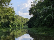 Amazon tributary