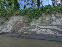 Amazon River bank