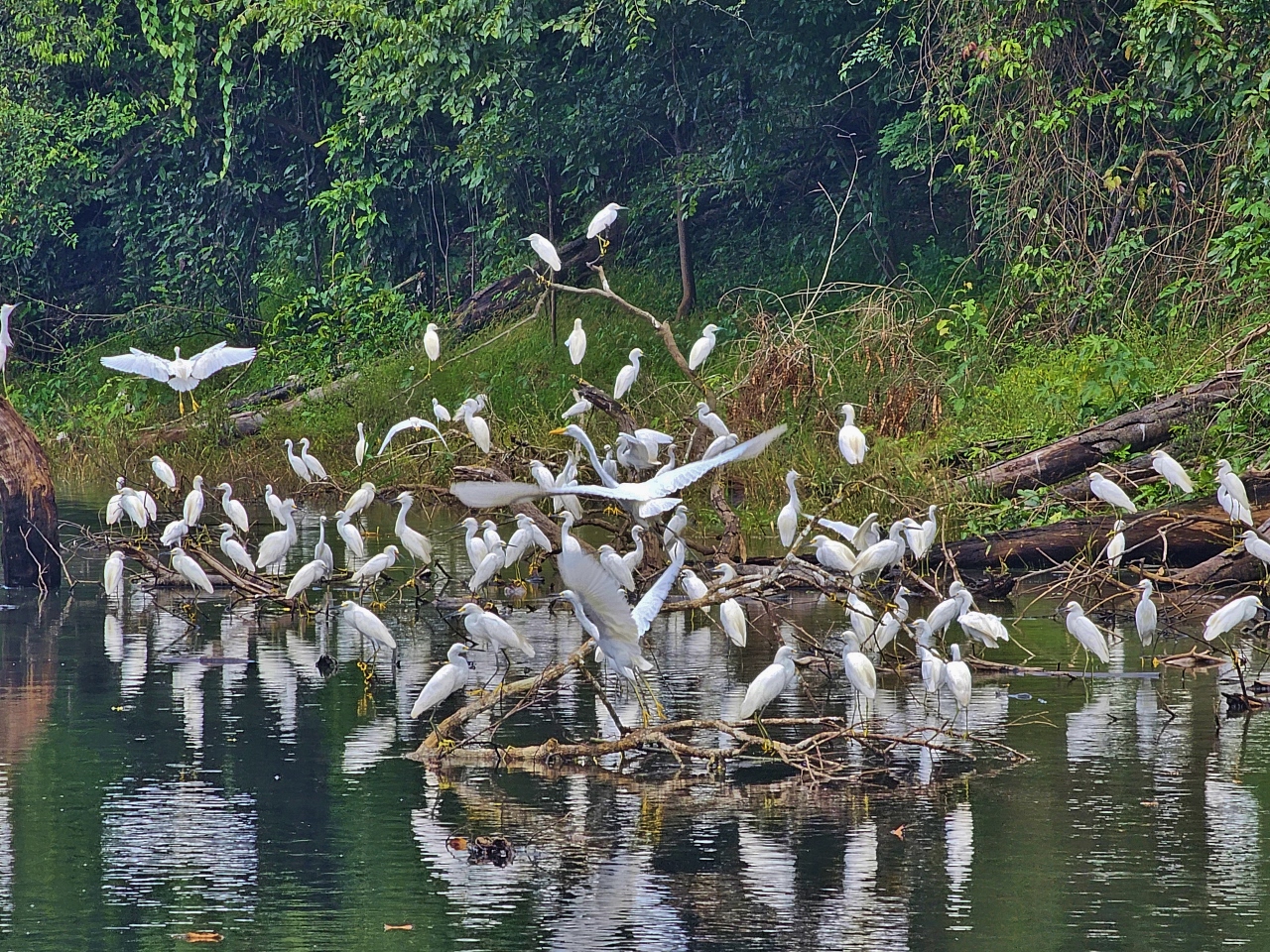 Egret, Amazon River