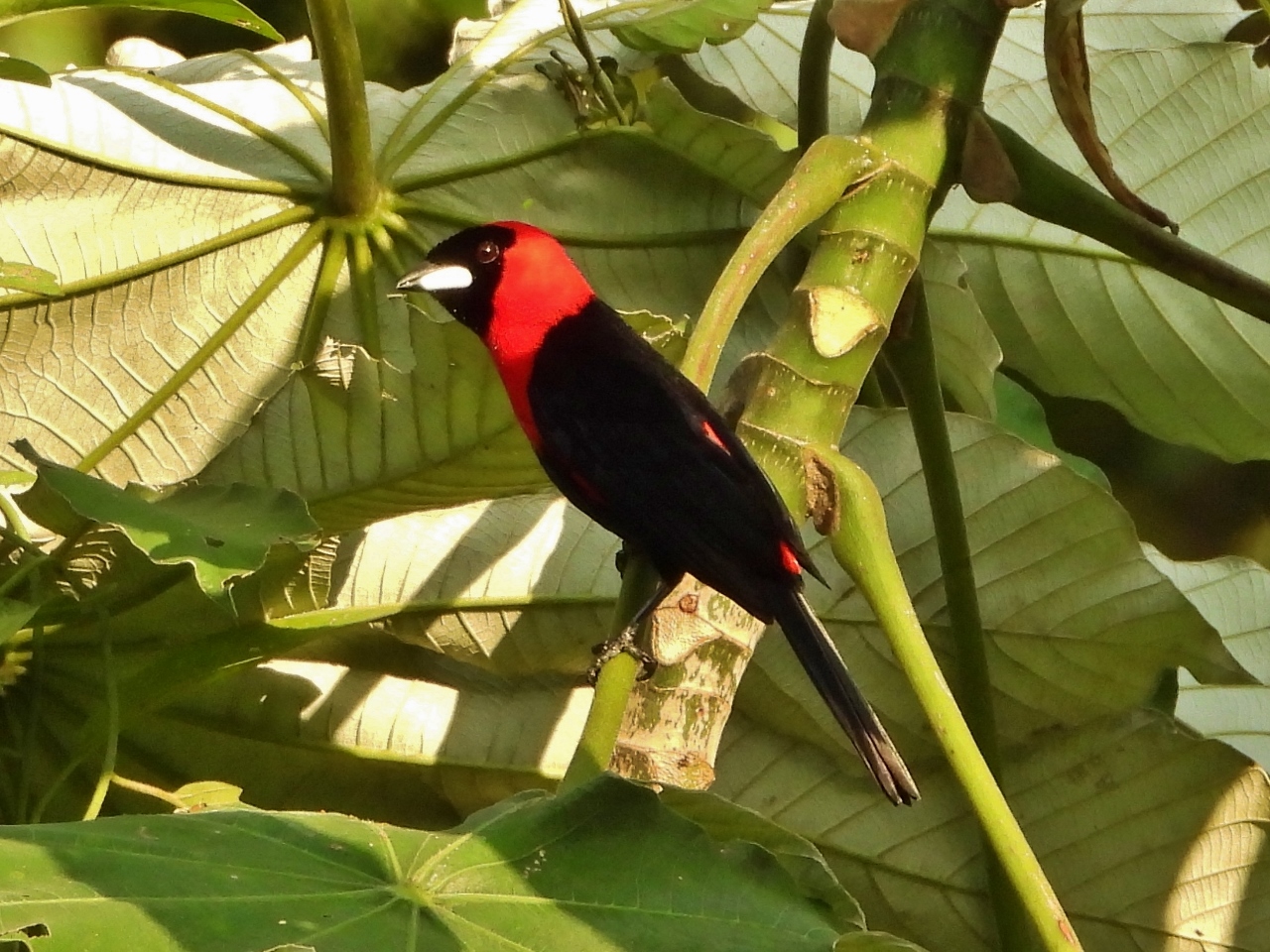 Tanager, Amazon River
