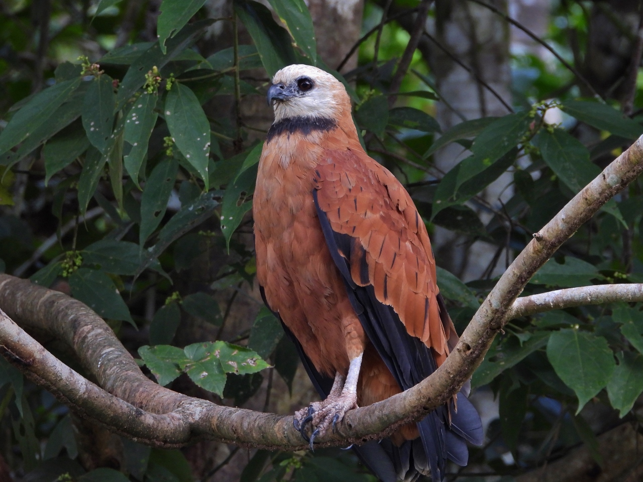 Black-collared hawk, Amazon River