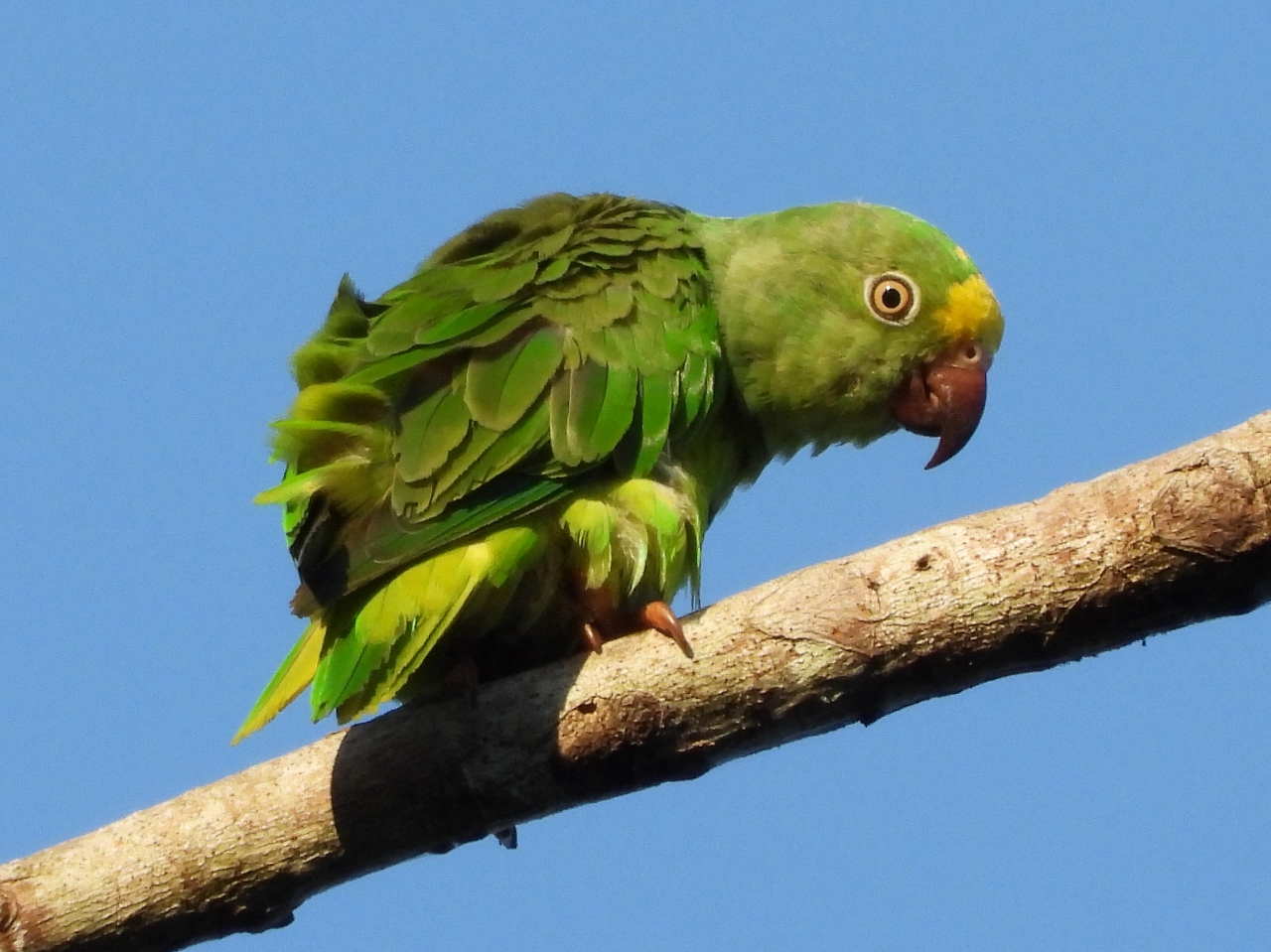 Tui Parakeet, Pacaya Samiria National Reserve, Peru