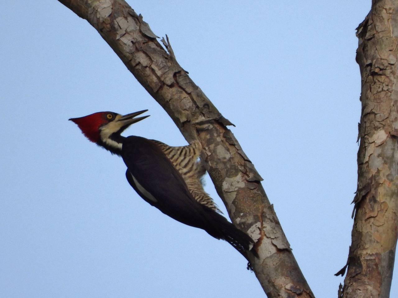 Crimson-crested woodpecker, Amazon River
