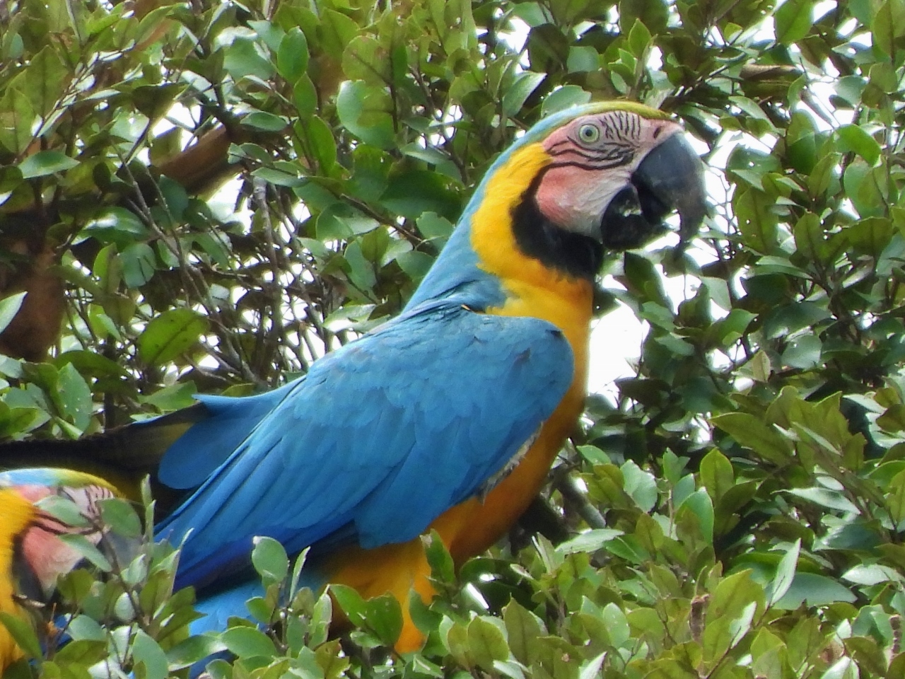 The blue and yellow macaw in Pacaya-Samiria National Reserve in the Peruvian Amazon. This is one of the largest macaws, reaching lengths of up to 34 inches (86cm) from head to tail.