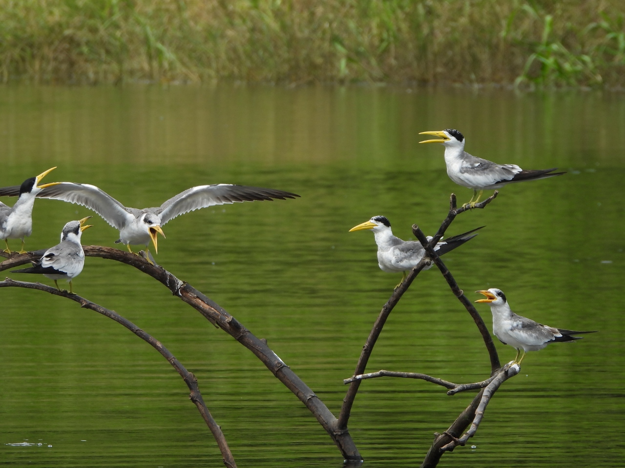 Terns, Amazon River