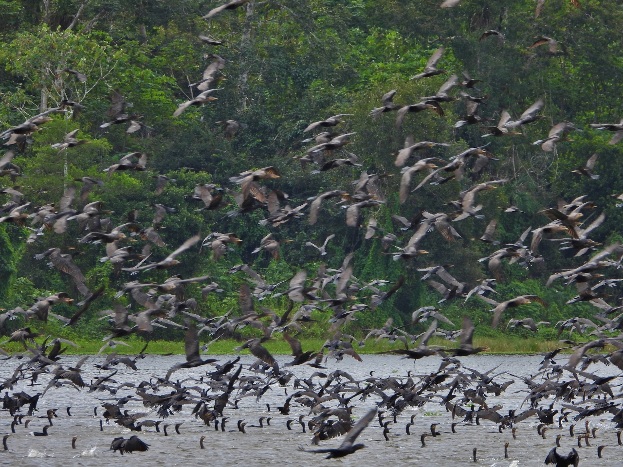 Cormorants, Amazon River