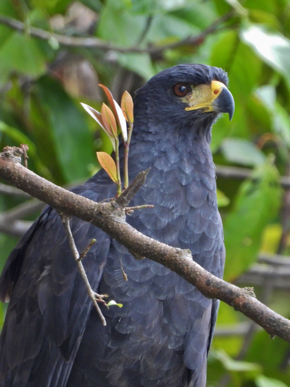 Mangrove black hawk, Amazon River
