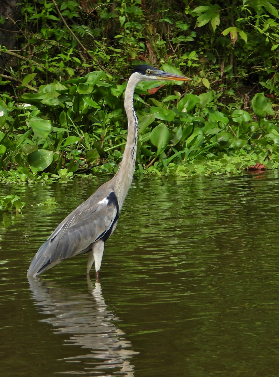 Heron, Amazon River