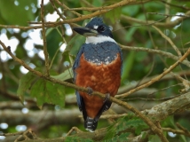 Kingfisher, Amazon River