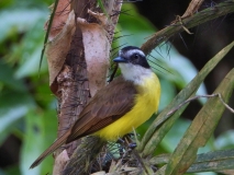 Flycatcher, Amazon River