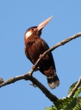 Kingfisher, Amazon River