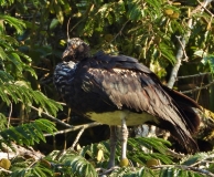 Horned Screamer, Amazon River