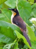 Black-capped donacobius, Amazon River