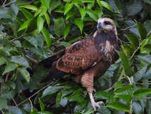 Young black-collared hawk, Amazon River