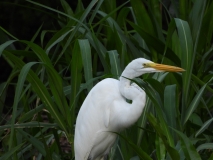 Egret, Amazon River