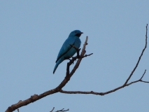 Cotinga, Amazon River