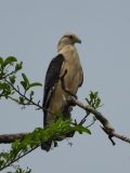 Yellow-headed caracara