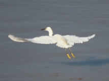 Heron, Ucayali River