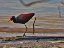 Wattled jacana, Amazon River