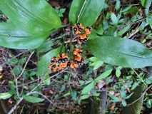 Flora, Amazon River