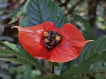 Hot lips flower, Amzon River