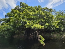 Banyan Tree, Amazon River