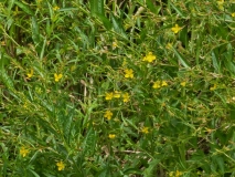 Flora, Amazon River