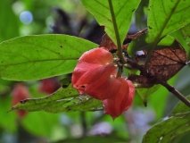 Flora, Amazon River