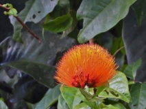 Flora, Amazon River