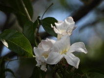 Flora, Amazon River