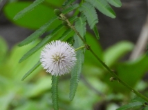 Flora, Amazon River