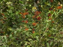 Flora, Amazon River