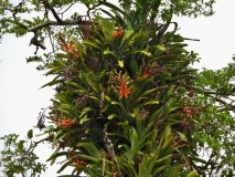 Fauna, Amazon River