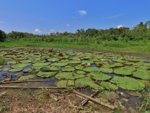 Giant Lilly Pads, Ucayali River