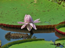 Flora, Amazon River