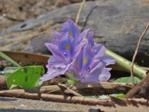 Water Hyacinth, Amazon River