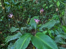 Flora, Amazon River