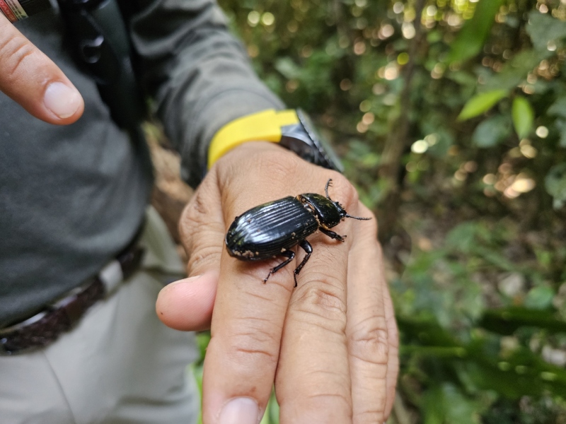 Beetle, Ucayali River