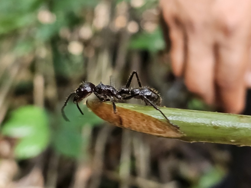 Bullet ant, Amazon River