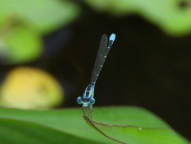 Dragonfly, Amazon River