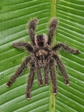 A pink-toed tarantula, about the size of Jennifer's hand, seen on a jungle walk in Pacaya-Samiria National Reserve.