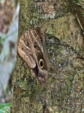 Menelaus morpho, Amazon River