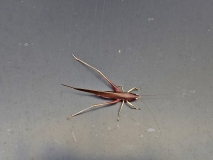 Cricket, Amazon River